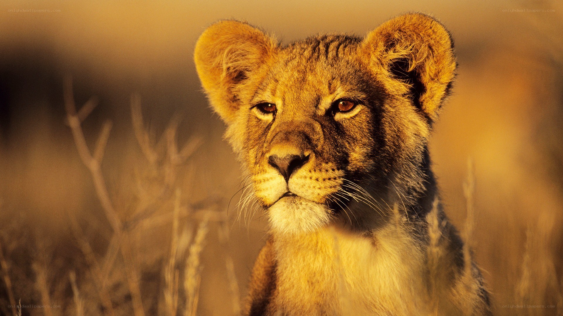 lion cub in golden light