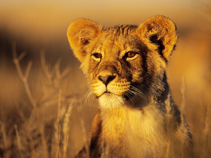 Lion cub in golden light