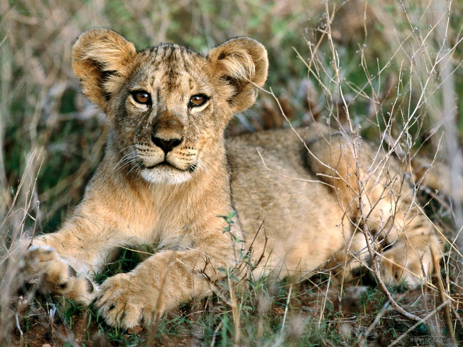 Lion cub in grass
