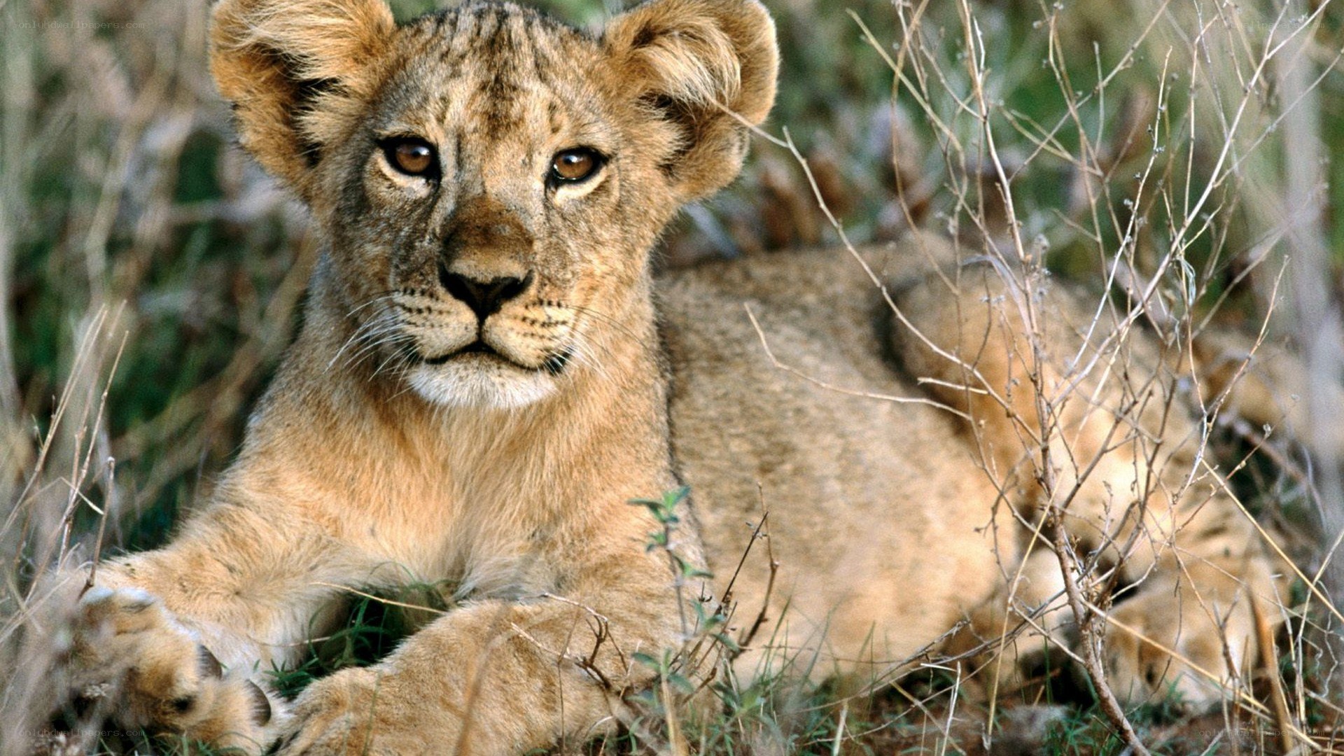 lion cub in grass