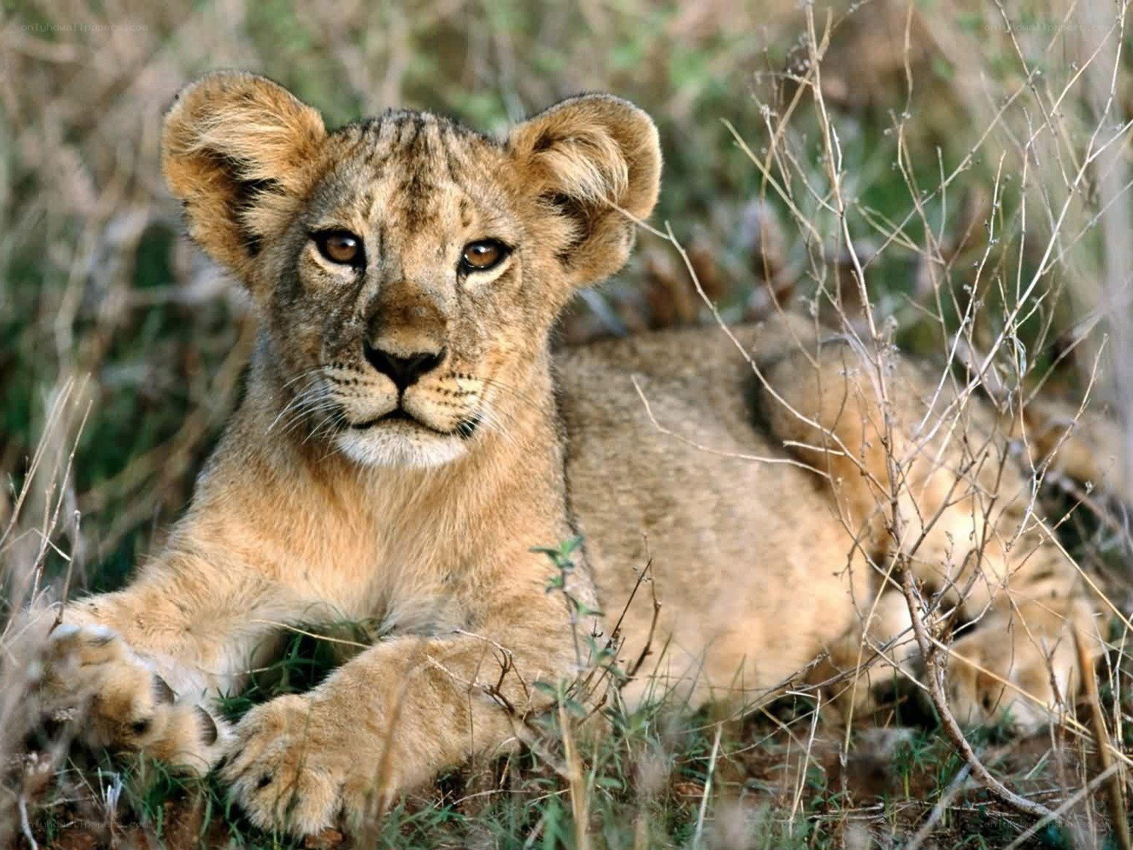 lion cub in grass