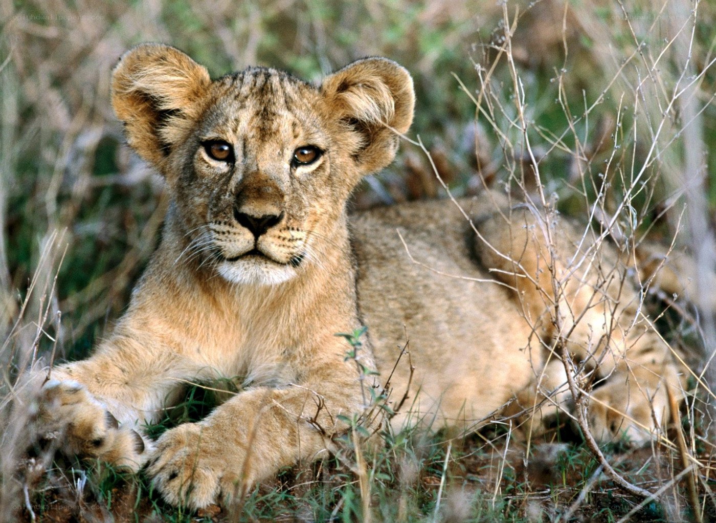lion cub in grass