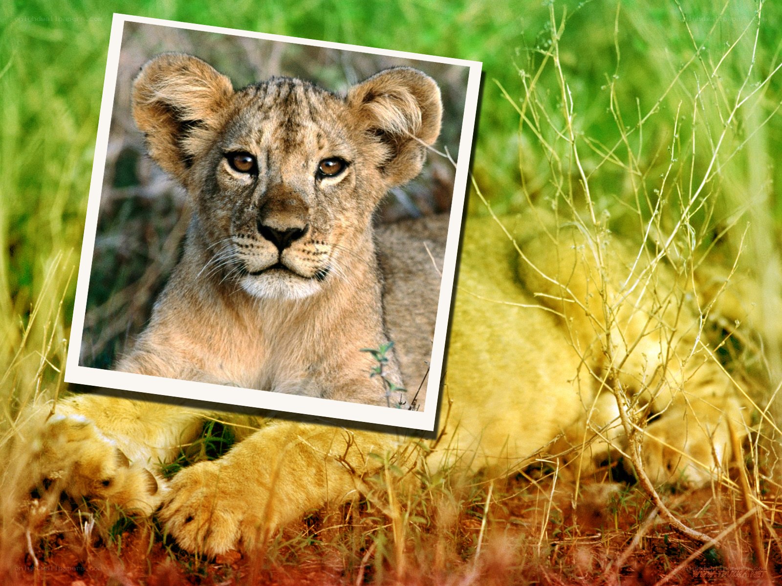 Lion cub in grass