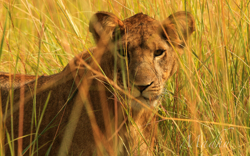 Lion Cub in Grass — Brown, Alert