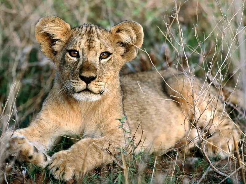 Lion Cub in Grass — Brown, Branches