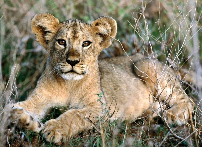 Lion Cub in Grass — Brown, Calm, Afternoon, Photograph, Bushes
