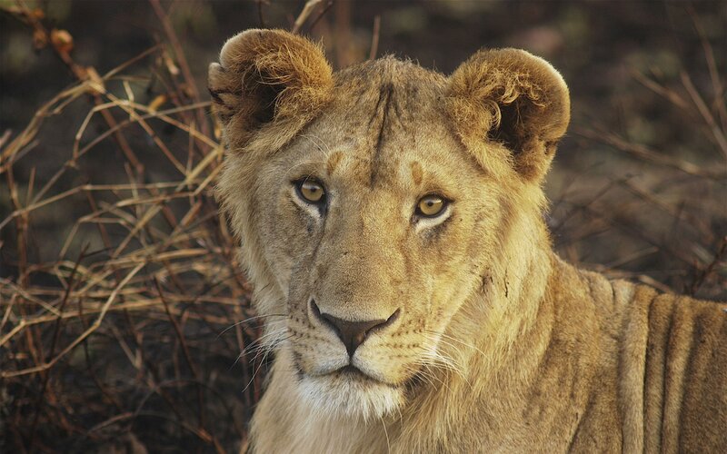 Lion Cub in Grass — Brown, Calm, Afternoon, Photograph, Dry Branches, Tan