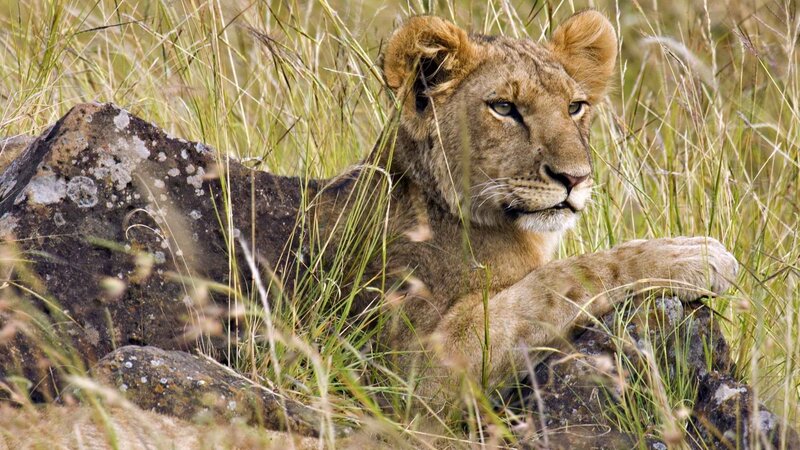 Lion Cub in Grass — Brown, Calm, Afternoon, Photograph, Rock