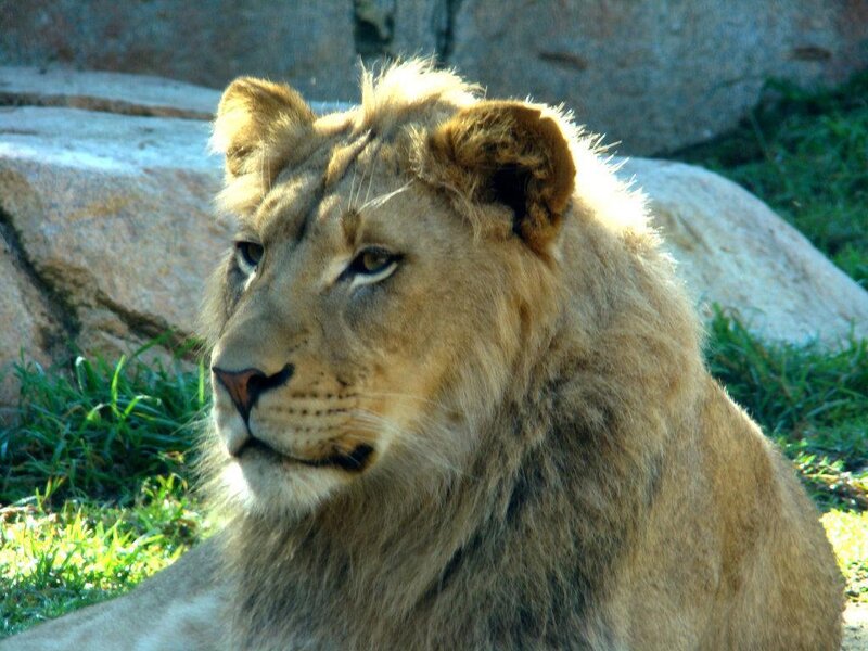 Lion Cub in Grass — Brown, Calm, Afternoon, Photograph, Rocks, Green, Gray