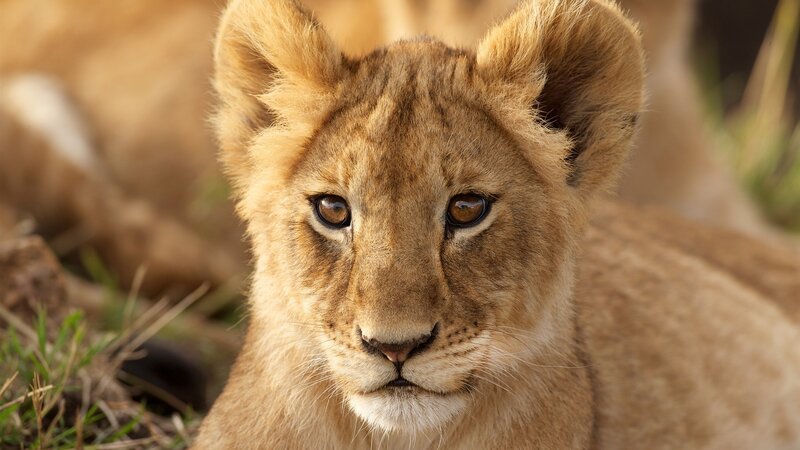 Lion Cub in Grass — Brown, Calm, Afternoon, Photograph, Rocks