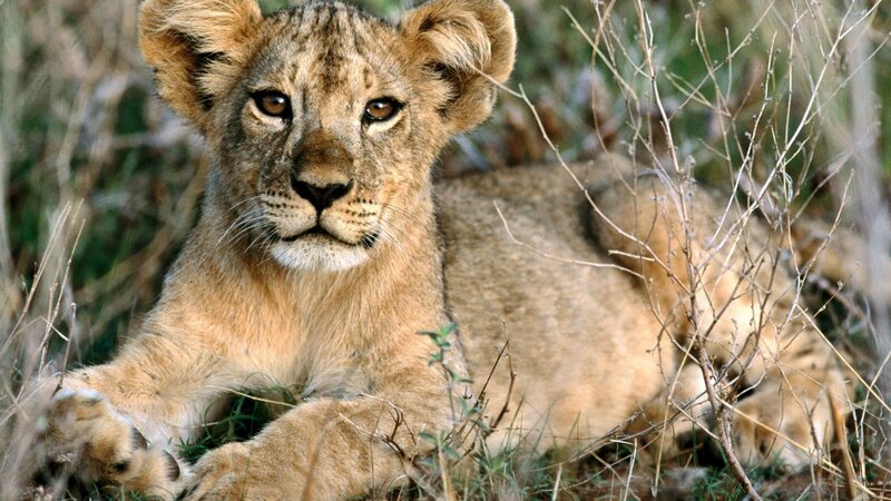 Lion Cub in Grass — Brown, Calm, Photograph