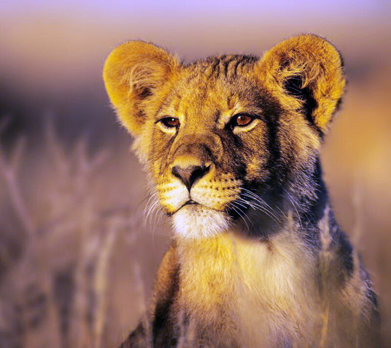 Lion Cub in Grass — Brown, Calm, Sunset