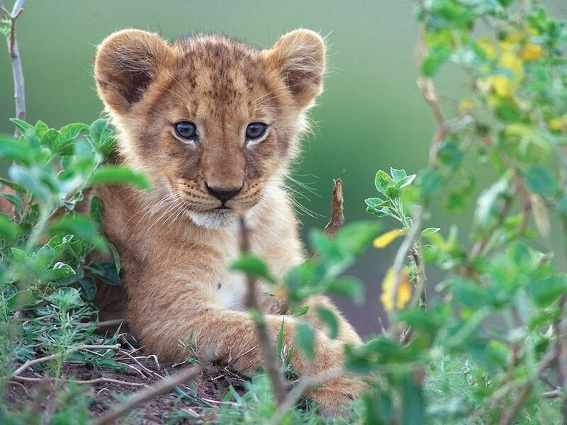 Lion Cub in Grass — Brown, Calm