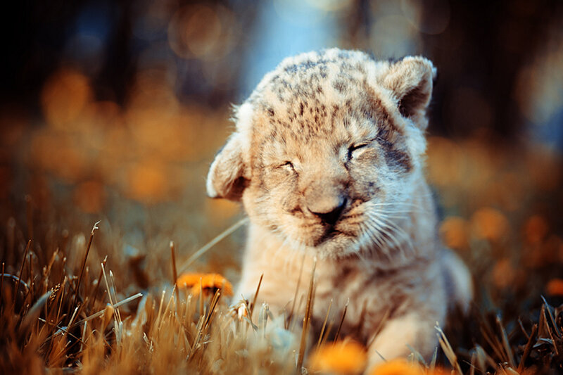 Lion Cub in Grass — Brown, Serene