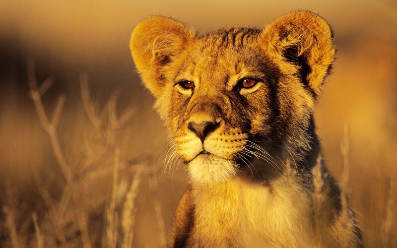 Lion Cub in Grass — Golden, Dramatic