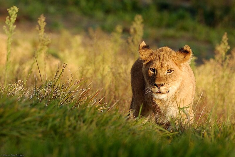 Lion Cub in Grass — Green, Alert