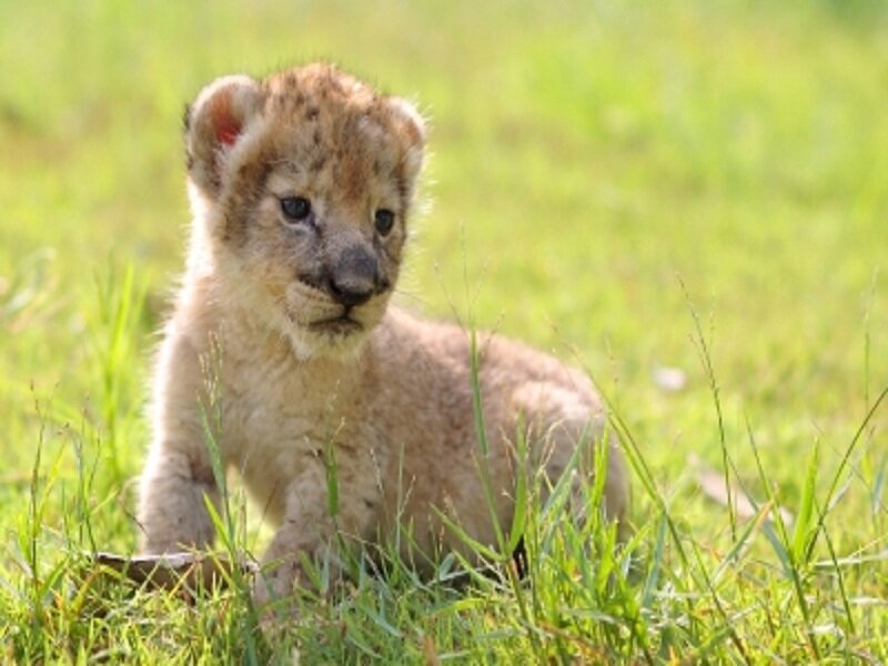 Lion Cub in Grass — Green, Calm, Afternoon