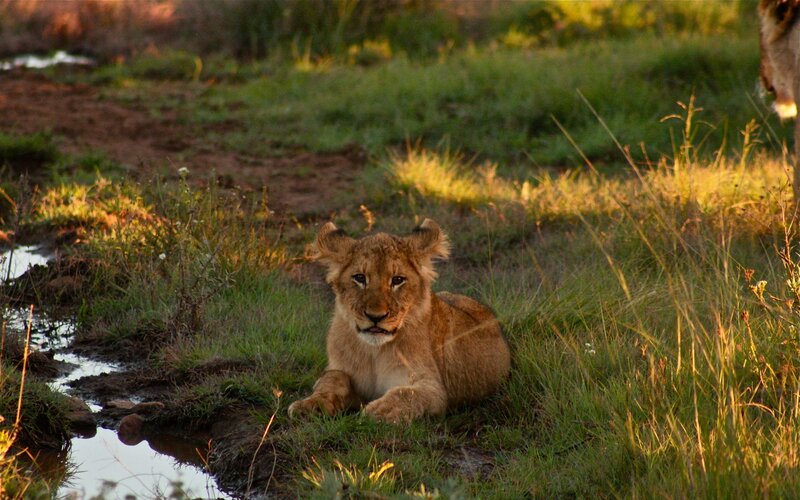Lion Cub in Grass — Green, Calm