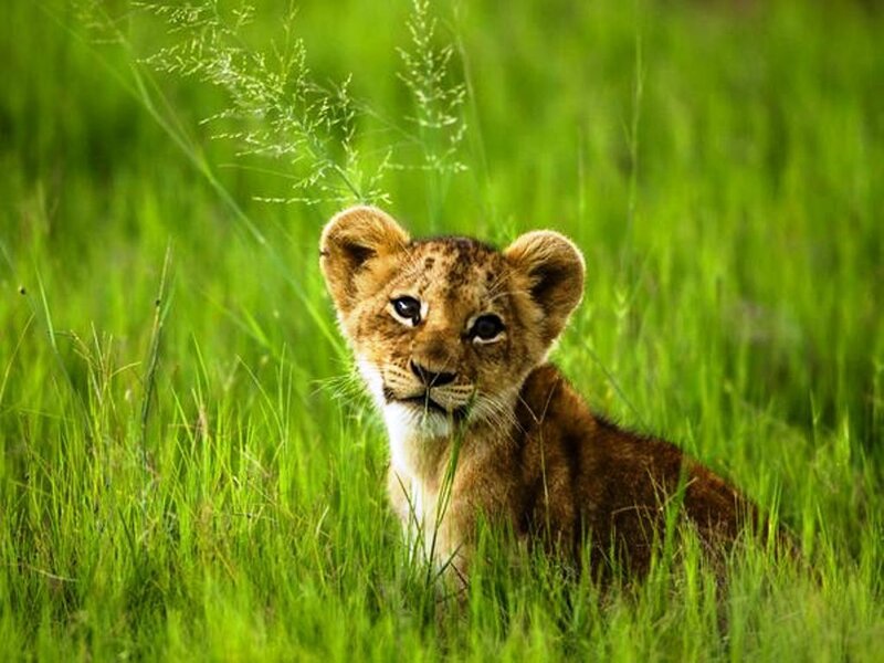 Lion Cub in Grass — Green