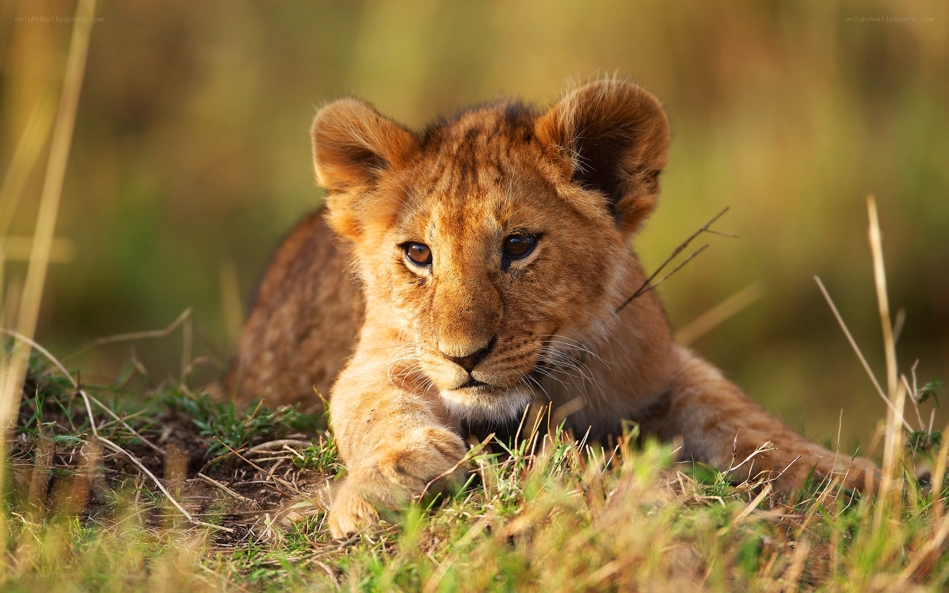 lion cub in grass