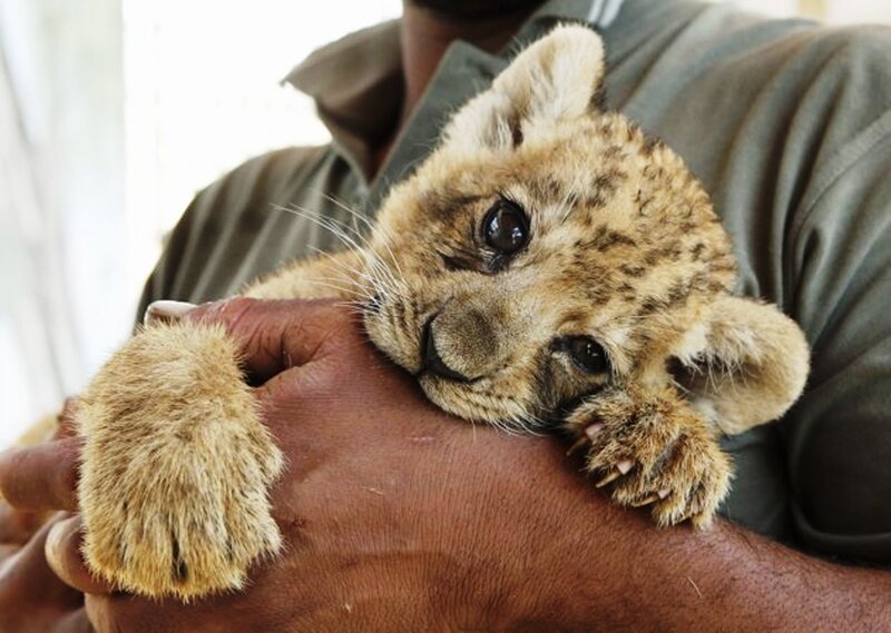 Lion Cub in Hands