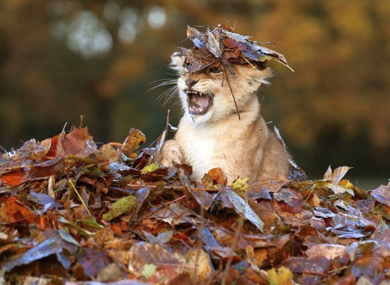 Lion Cub in Leaves — Brown, Playful
