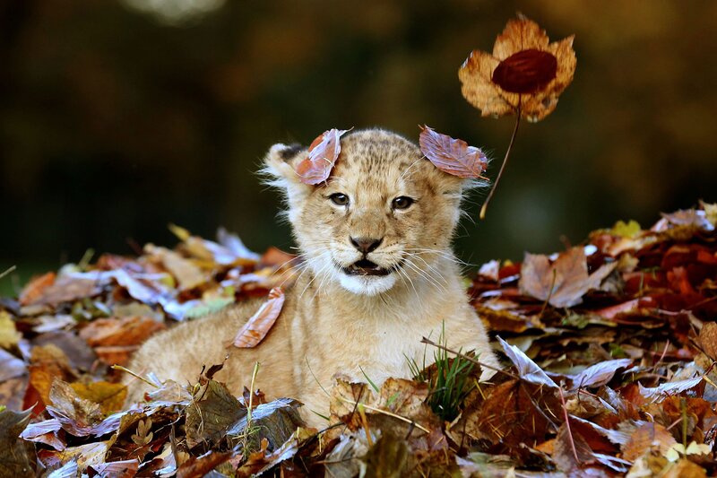 Lion Cub in Leaves — Brown