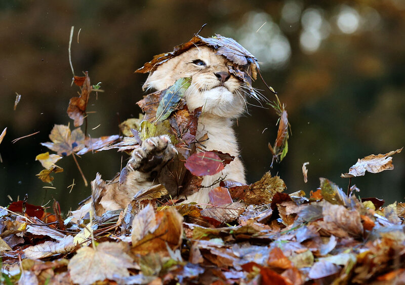 Lion Cub in Leaves