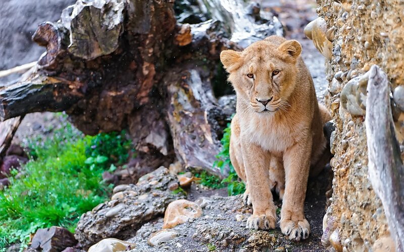 Lion cub in natural habitat