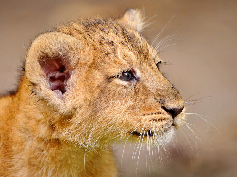 Lion Cub in Profile — Brown