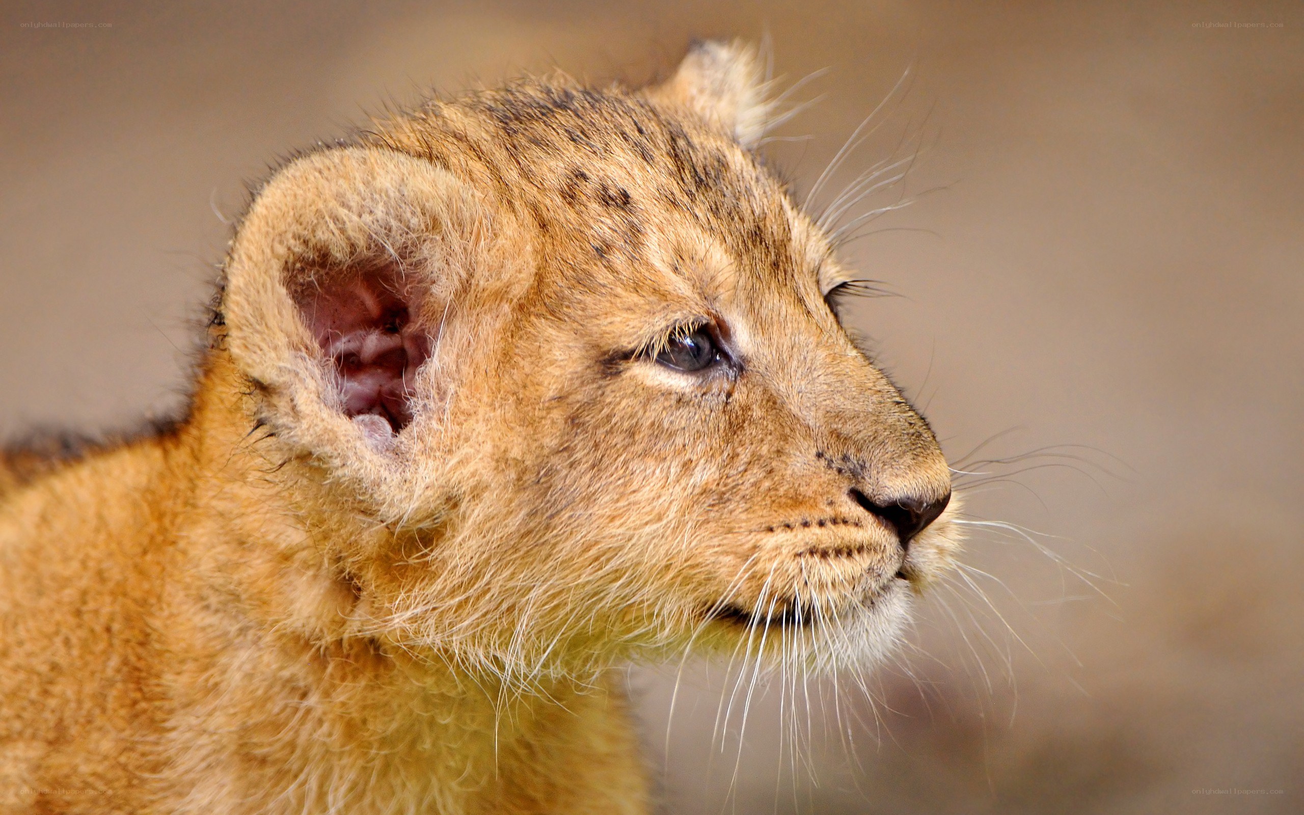 lion cub in profile
