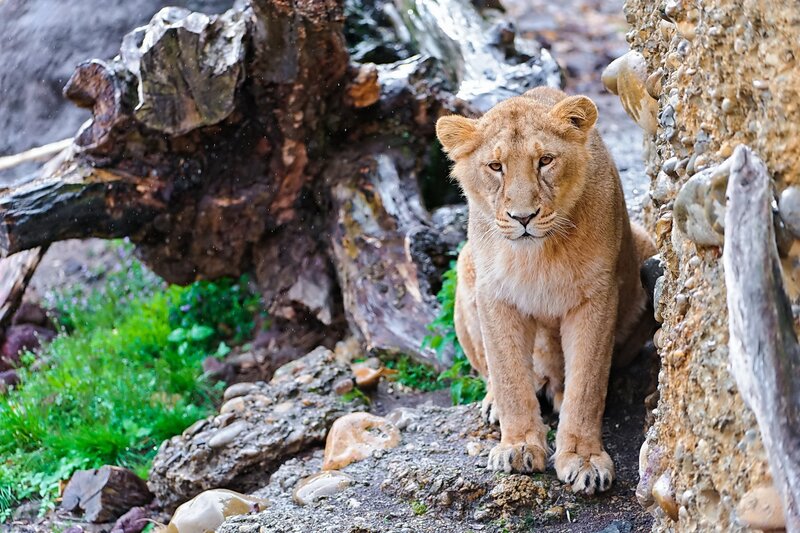 Lion cub in rocky enclosure