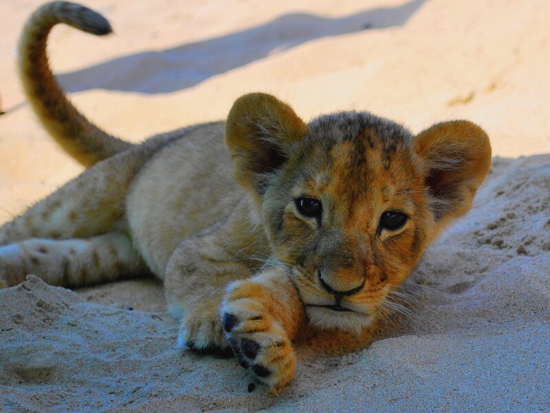 Lion Cub in Sand