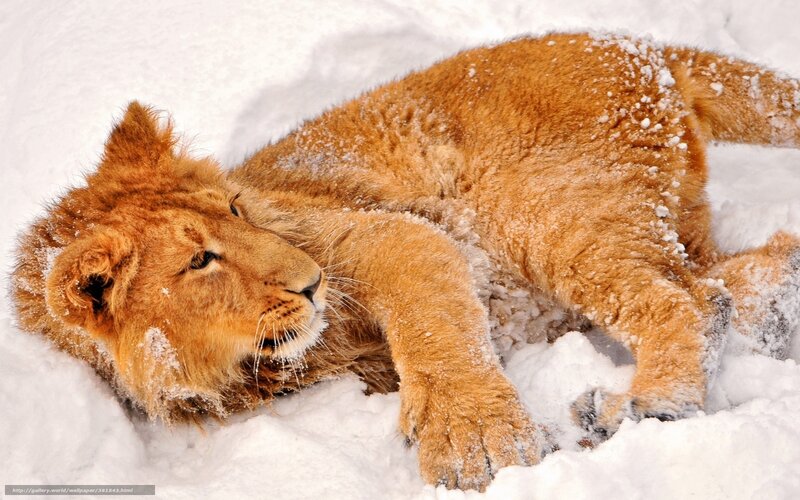 lion cub in snow