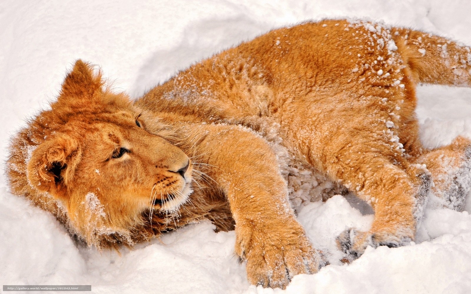 lion cub in snow