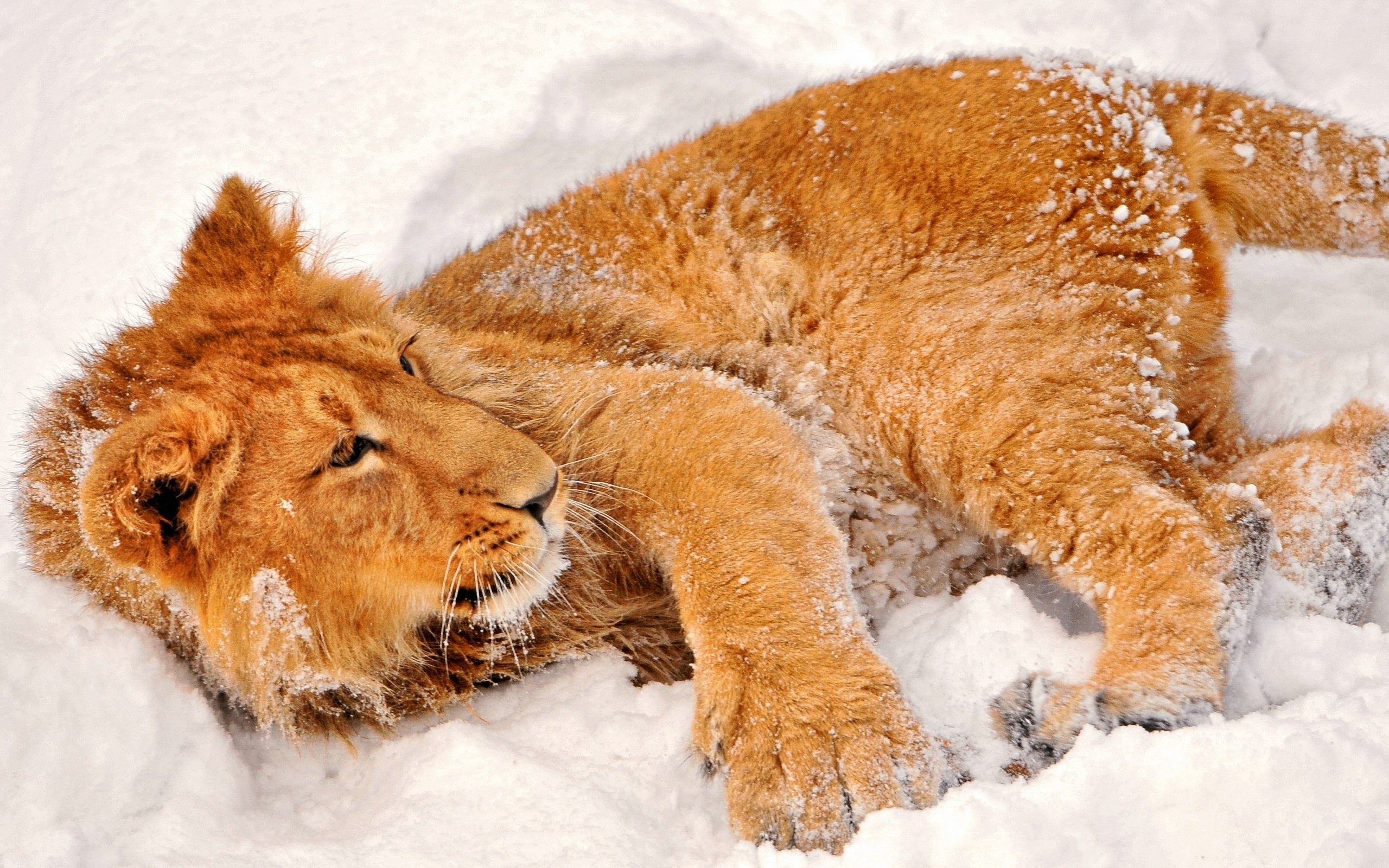 lion cub in snow