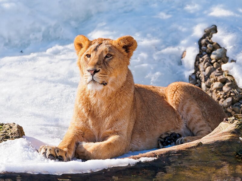 Lion Cub in Snow — Brown, Calm