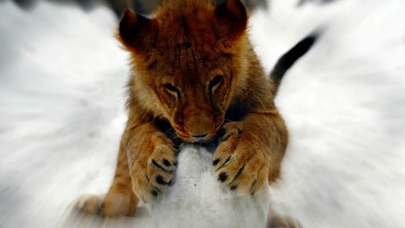 Lion Cub in Snow — Brown, Playful