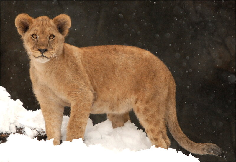 Lion Cub in Snow — Brown