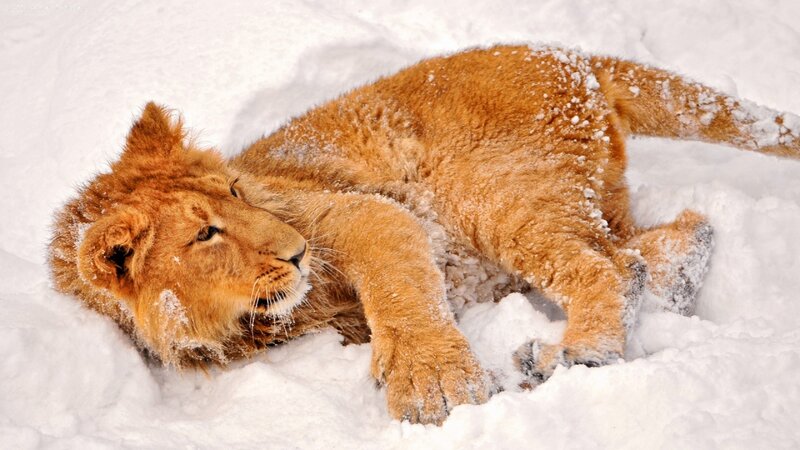 Lion Cub in Snow — White, Calm