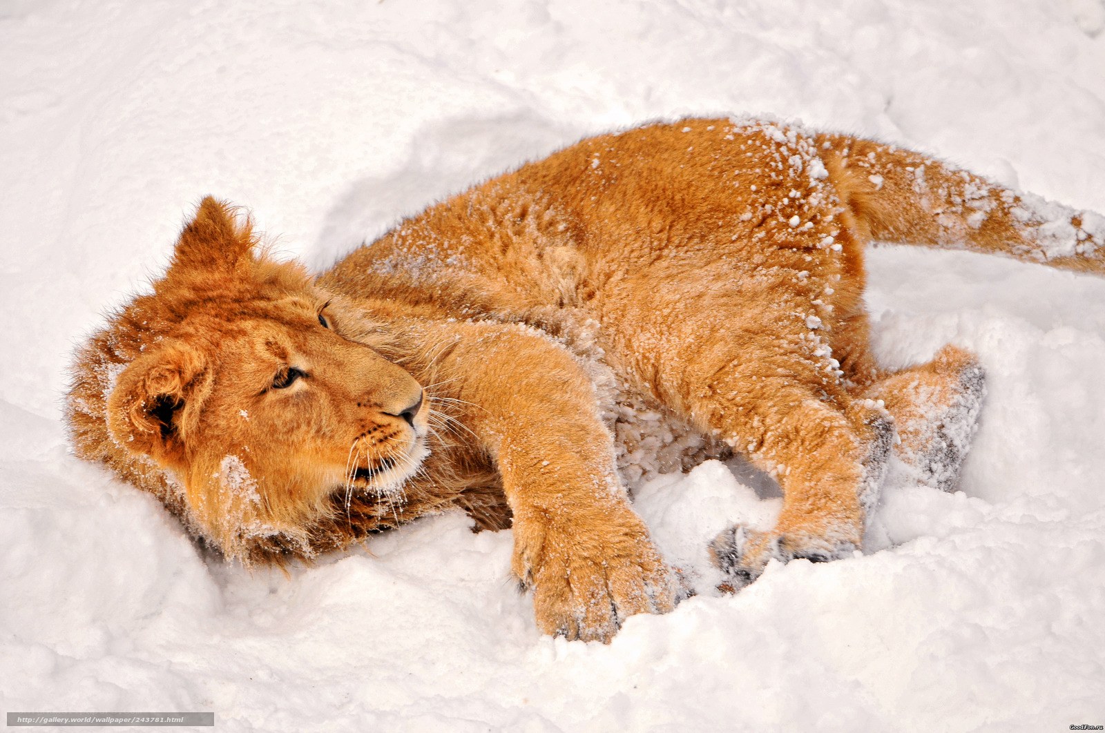 lion cub in snow