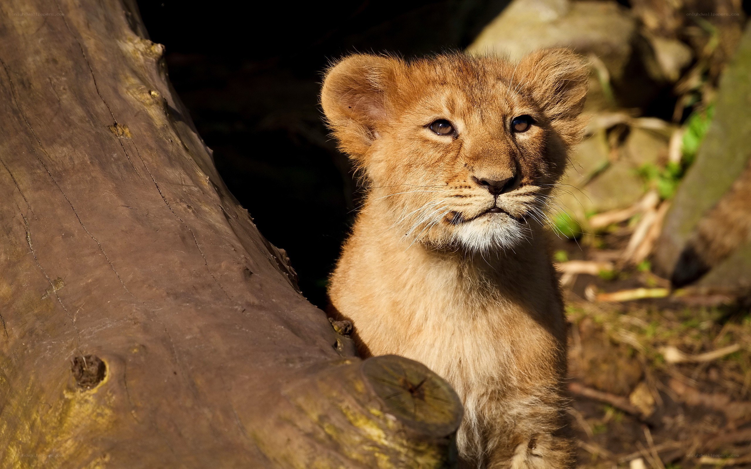 lion cub in sunlight