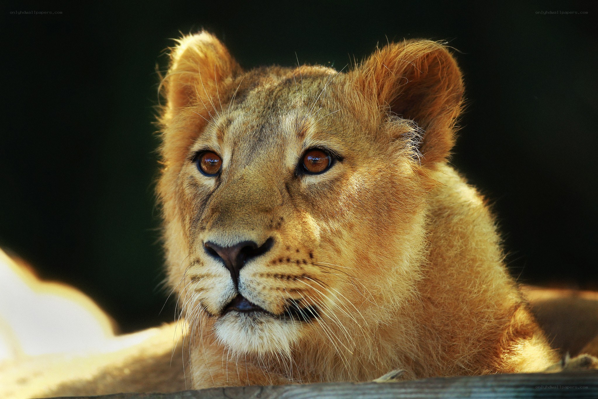 Lion cub in sunlight