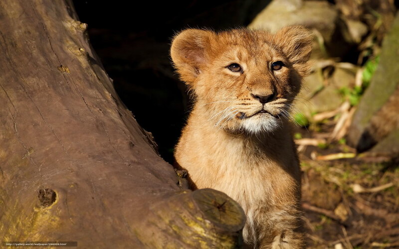 Lion Cub in Sunlight — Brown