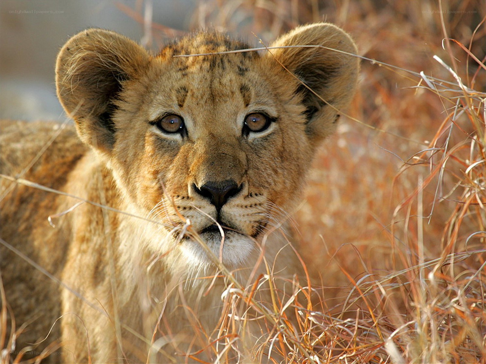 lion cub in tall grass