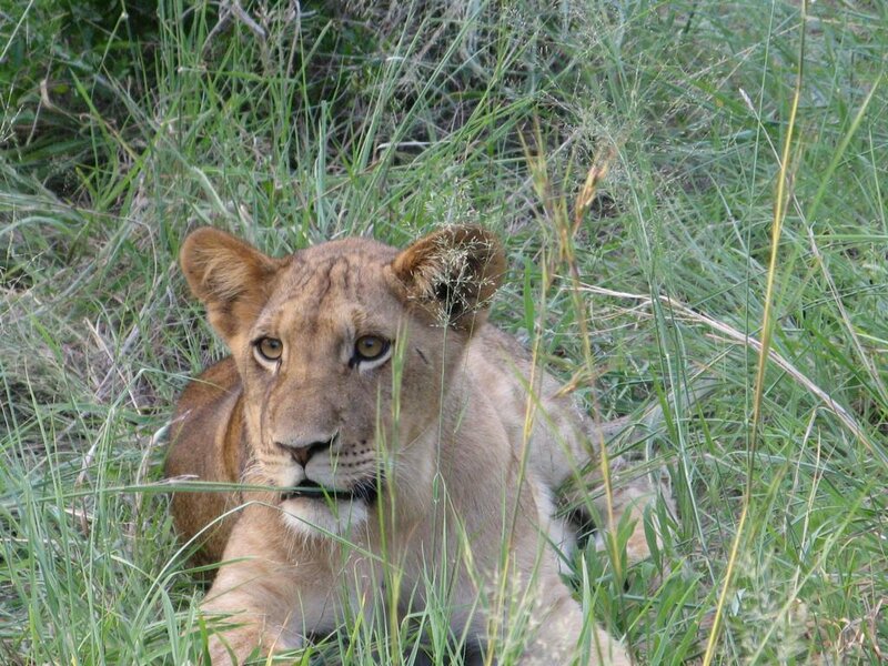 lion cub in tall grass