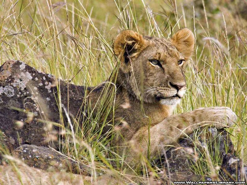 lion cub in tall grass