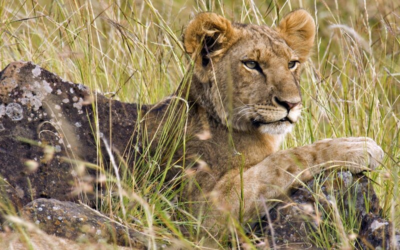 lion cub in tall grass