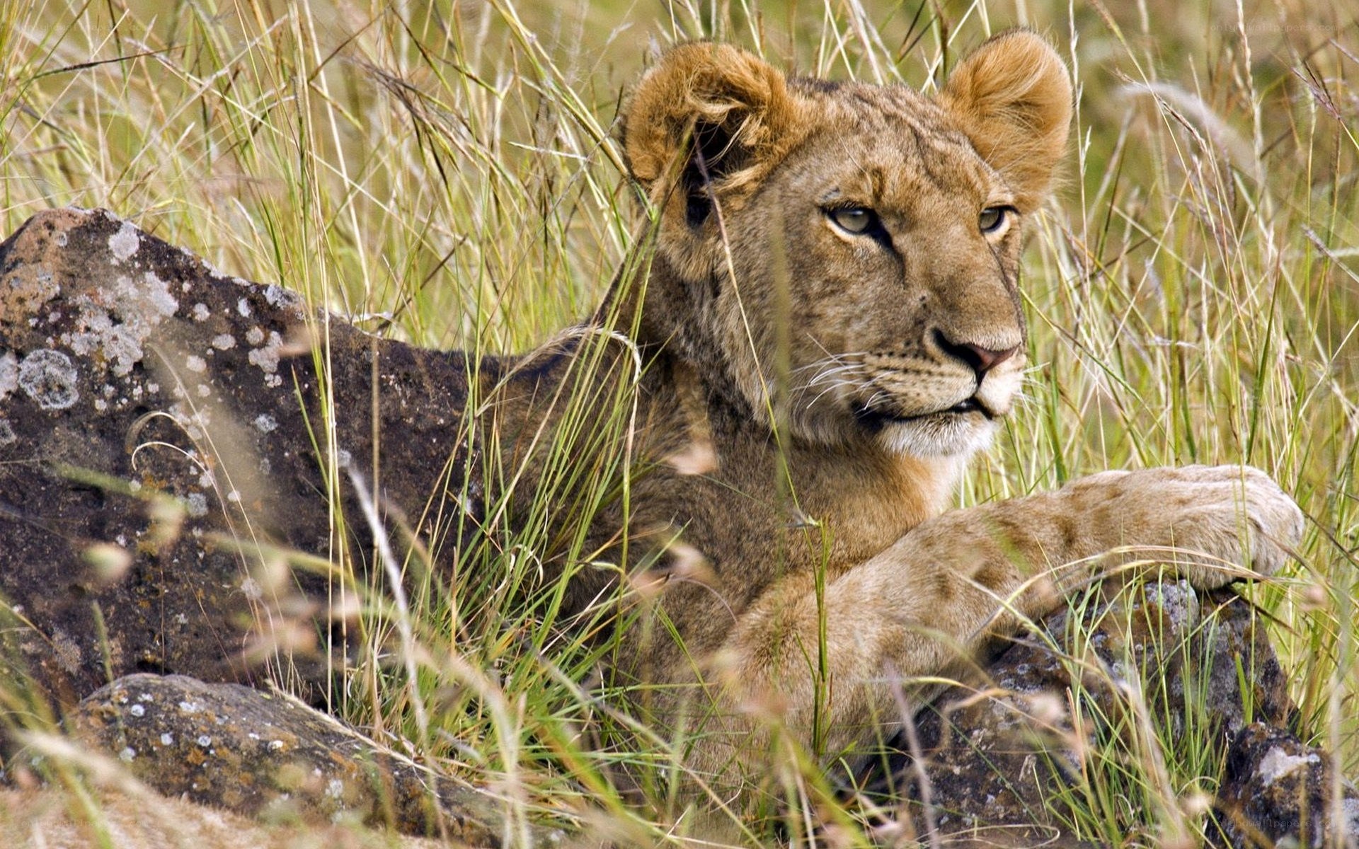lion cub in tall grass