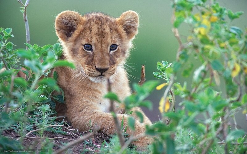 lion cub in the grass